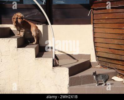 Friendly dog looks down and feisty tiny kitten in Varna, Bulgaria Stock Photo