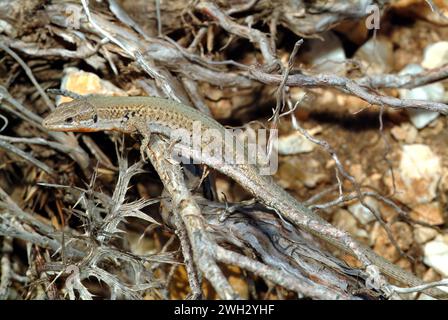 Dalmatian wall lizard, Adriatische Mauereidechse, Podarcis melisellensis fiumana, adriai faligyík, Europe Stock Photo