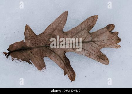 Single dry oak leaf on cold white snow Stock Photo