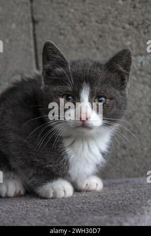 Shelter kitten Stock Photo