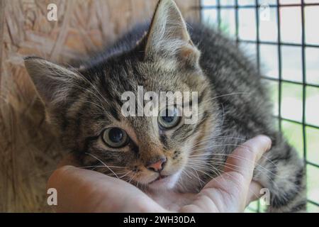 Shelter kitten Stock Photo
