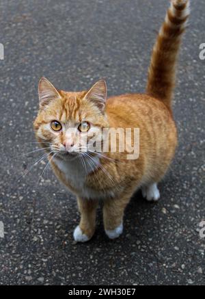 Orange cat Stock Photo