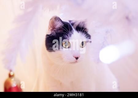 Cat among blurred white branches portrait close up Stock Photo
