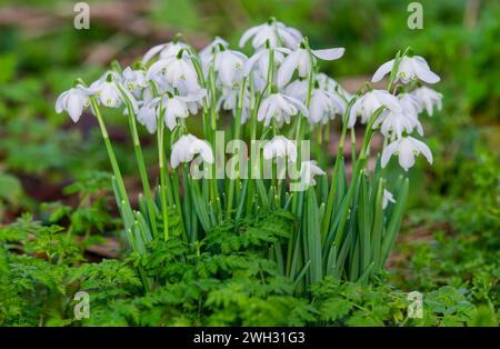 A clump of Snowdrops, (Galanthus nivalis), growing wild in a woodland in Lytham, Lancashire, uk Stock Photo