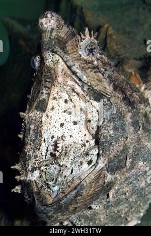 Alligator snapping turtle, Geierschildkröte, Tortue alligator, Macroclemys temminckii, keselyűteknős Stock Photo