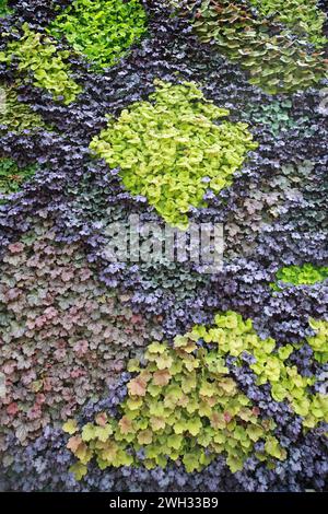 The Living Wall in The Calyx, Royal Botanical Gardens, Sydney, Australia Stock Photo