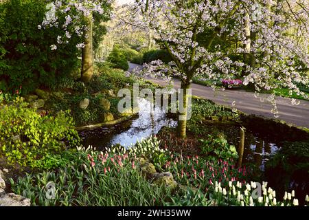 An idyllic garden that is part of the Keukenhof in the Netherlands. A small cherry tree, a pond and tulips. Stock Photo