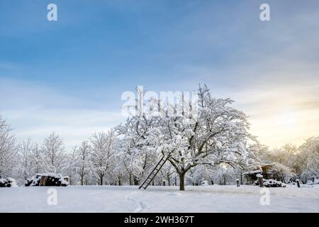 Ladder under snow covered tree, rural winter scene with warm sunset Stock Photo