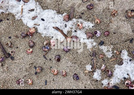 Sandy seashore strewn with shells and snow. Winter season beach, unusual natural combination after storm. Weather background. Top view, close up. Sea Stock Photo