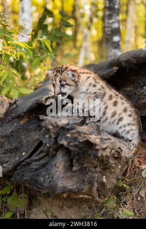Cougar Kitten (Puma concolor) Crawls to Left on Log Autumn - captive animal Stock Photo