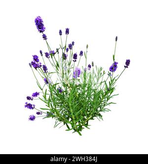 Rosemary. Rosemary flowering bush, isolated on a white background. Aromatic plant. Stock Photo