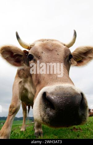 Rinder auf einer Weide bei Spreewerder Landkreis Oder-Spree. *** Cattle ...