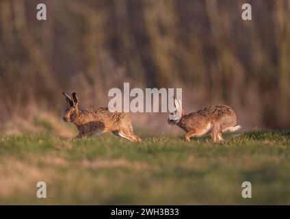 He's behind you! Two Brown Hares ( Lepus europaeus), Male and female, chasing each,  other across grassland in the golden evening light. Suffolk, UK Stock Photo