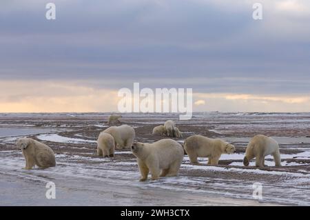 Grizzly–polar bear hybrid center and polar bears Ursus maritimus along a barrier island kaktovik anwr Alaska Stock Photo