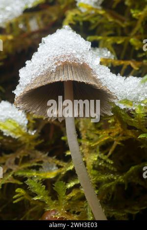 Mushroom along Brice Creek Trail, Umpqua National Forest, Oregon Stock Photo