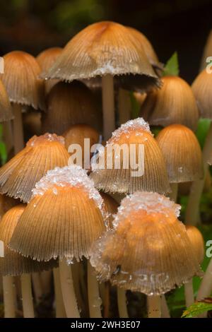Mushroom along Brice Creek Trail, Umpqua National Forest, Oregon Stock Photo