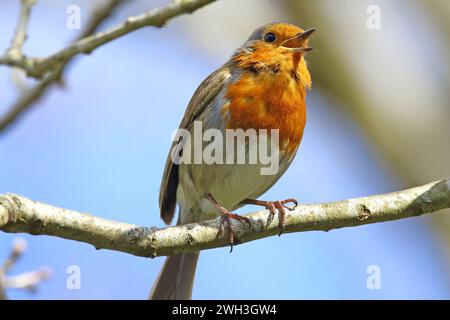 European robin singing from a branch Stock Photo