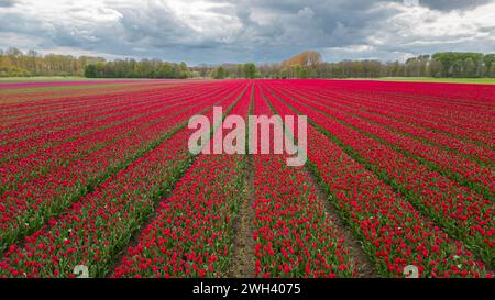 Tulips blooming in a field with a dark storm sky aerial drone view Stock Photo