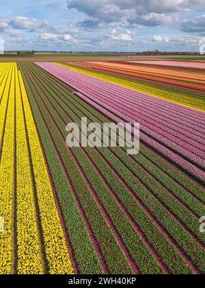 Aerial view of tulips field. Stock Photo