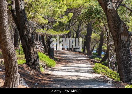 Empty gravel path through pine tree forest on a sunny summer day Stock Photo