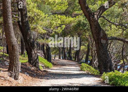 Empty gravel path through pine tree forest on a sunny summer day Stock Photo