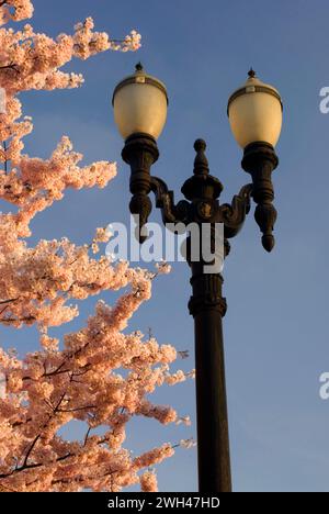 Lamppost with decorative cherry trees, Tom McCall Waterfront Park, Portland, Oregon Stock Photo