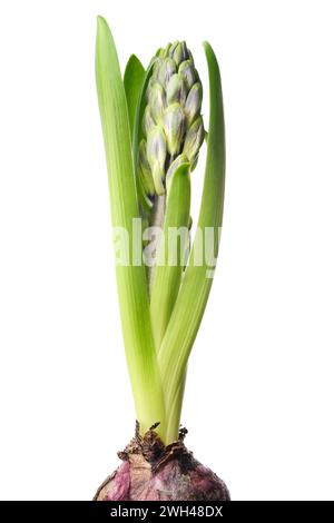 Hyacinth flower with an unopened bud. Blue hyacinthus, spring blooming perennials. Isolated on white background. Stock Photo