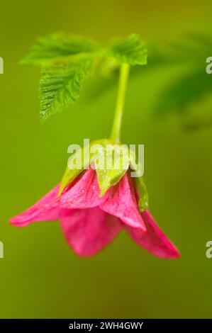 Salmonberry bloom, Silver Falls State Park, Oregon Stock Photo