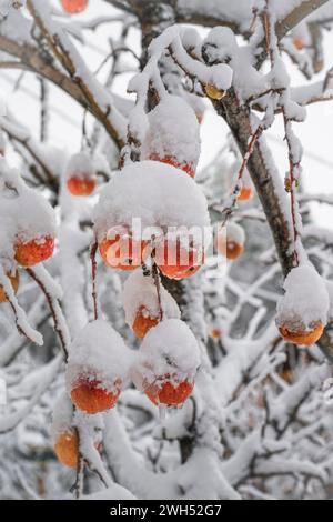 Snow covered apple orchard, Green Valley Lake, California USA Stock Photo