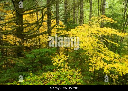 Coast Range forest with yellow vine maple, Clatsop State Forest, Oregon Stock Photo