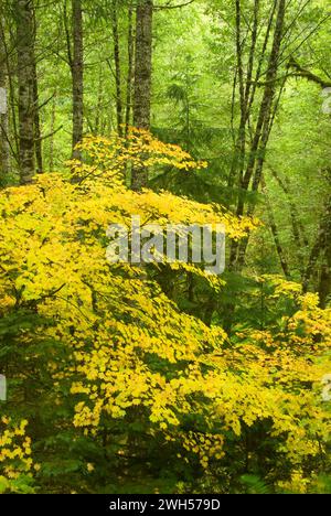 Coast Range forest with yellow vine maple, Clatsop State Forest, Oregon Stock Photo