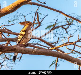Eurasian Hoopoe, Upupa epops, on a dry tree branch. A bird sits on tree branch Stock Photo