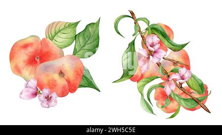 Watercolor set of fresh various fruits and fig peaches on tree branch isolated on white. Blossom fruit branch illustration hand drawn. Whole chines pe Stock Photo