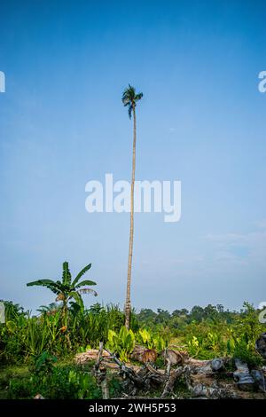 Tall coconut trees towering in nature Stock Photo
