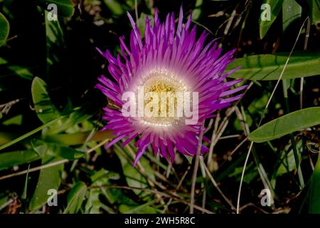 Close up of a pink blossom of a hottentot pig flower, also called Carpobrotus edulis, ice plant, or pig face Stock Photo