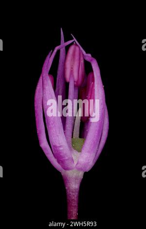 False Rosenbach Onion (Allium rosenorum). Floral Bud Closeup Stock Photo