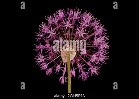 False Rosenbach Onion (Allium rosenorum). Inflorescence Closeup Stock Photo