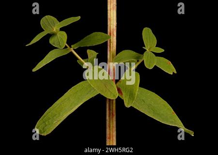Imperforate St. John's-Wort (Hypericum maculatum). Axillary Shoots Closeup Stock Photo