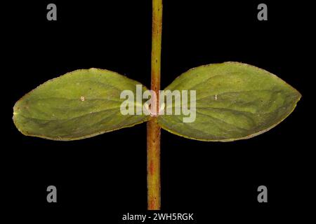 Imperforate St. John's-Wort (Hypericum maculatum). Leaves Closeup Stock Photo