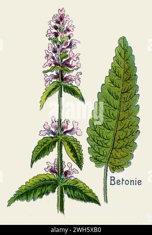 hedgenettle Stachys officinalis,  (botany book, 1908), Heilziest Stock Photo