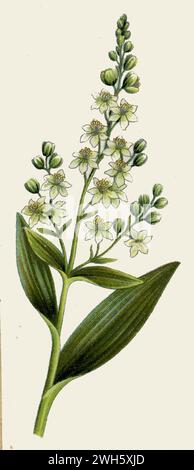 white false hellebore Veratrum album,  (botany book, 1925), Weißer Germer Stock Photo