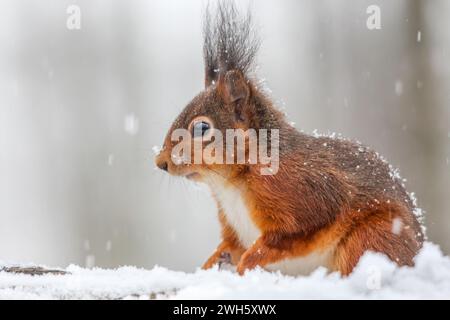 A closeup of a squirrel perched on a snowy tree branch Stock Photo
