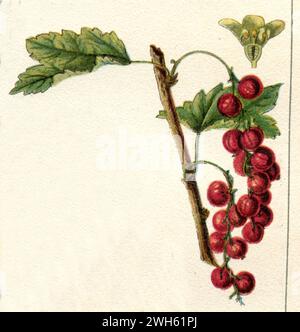 Red Currant Ribes rubrum,  (, ), Johannisbeere Stock Photo