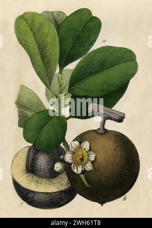 mammee apple Mammea americana,  (botany book, 1879), Mammiapfel Stock Photo