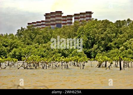 View of a mangrove rehabilitation area, in a background of mangrove forest and Muara Tawar power plant, is photographed from the coastal water of Bekasi regency in West Java, Indonesia. Stock Photo