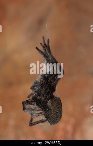 Juvenile Vagrant Spider, Uliodon sp. endemic to New Zealand, wrapped up in silk, and hanging by a thread, likely by a False Katipo, Steatoda capensis, Stock Photo