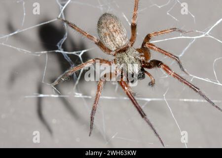 Grey House Spider, Badumna longinqua, with web and shadow, introduced into New Zealand from Australia, Nelson, South Island, New Zealand Stock Photo