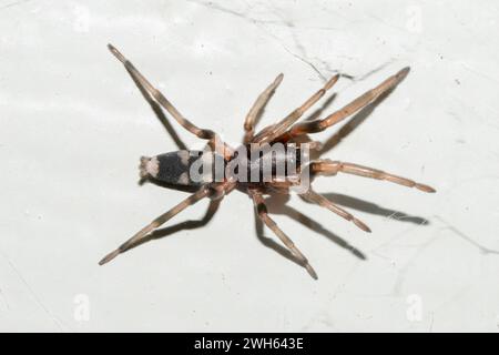 Juvenile Whitetail Spider, Lampona sp, introduced into New Zealand from Soth Pacific, Nelson, South Island, New Zealand Stock Photo