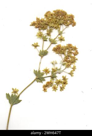 Pressed lady's mantle flowers on a white background. Stock Photo