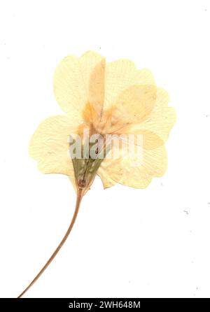 A pressed primrose flower on a white background. Stock Photo